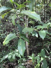 Syzygium nervosum