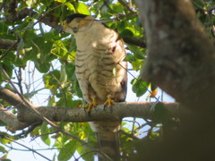 Chondrohierax uncinatus