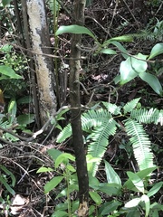 Syzygium nervosum
