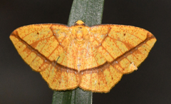 Periclina