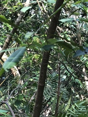 Syzygium nervosum