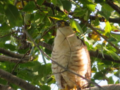 Chondrohierax uncinatus