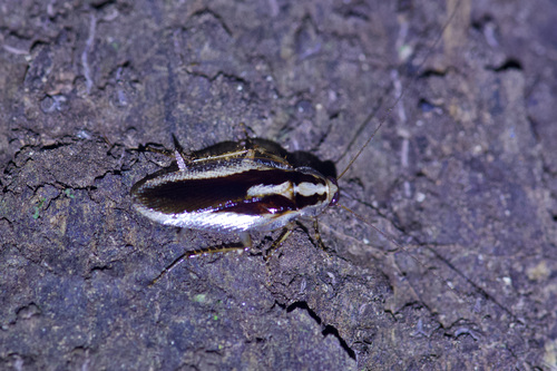Dendroblatta sobrina image