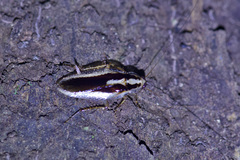 Image of Dendroblatta sobrina