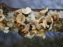 Polyschismium fallax