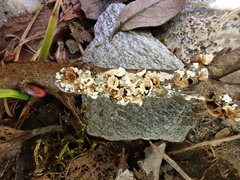 Polyschismium fallax