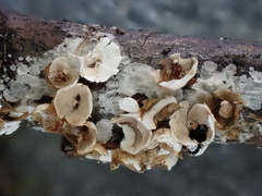 Polyschismium fallax