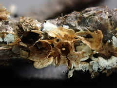 Polyschismium fallax