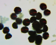 Polyschismium fallax