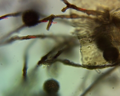 Polyschismium fallax