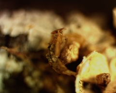 Polyschismium fallax