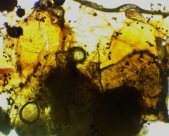 Polyschismium fallax