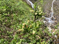 Polyschismium fallax