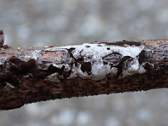 Diderma alpinum