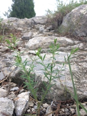 Diarthron linifolium