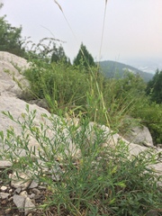 Diarthron linifolium