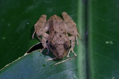 Pristimantis cerasinus