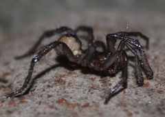 Aliatypus