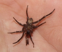 Aliatypus