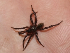 Aliatypus