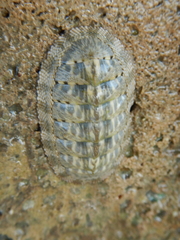 Chitonoidea