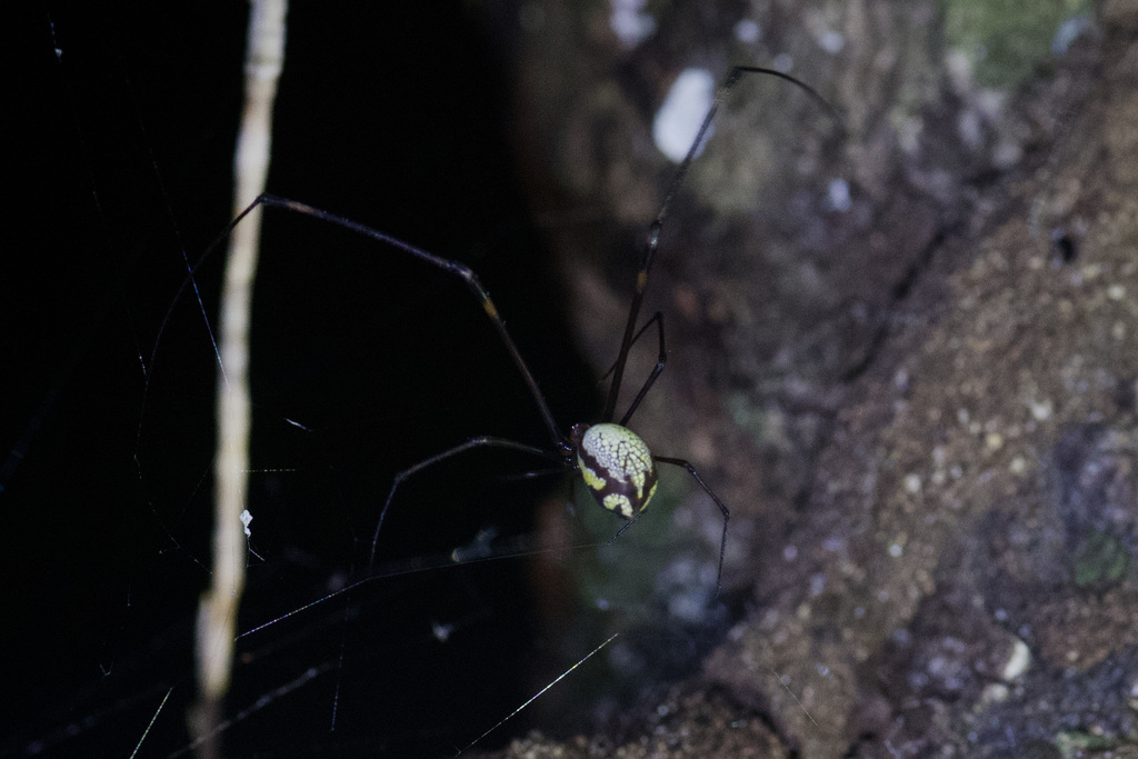 Metabus ocellatus