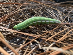 Lapara coniferarum