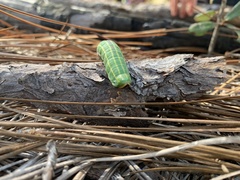 Lapara coniferarum