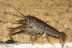 Cambarus acuminatus