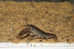 Cambarus acuminatus