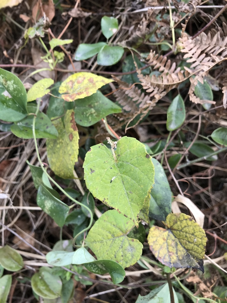 Vitis retordii