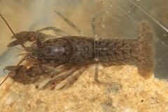 Cambarus acuminatus