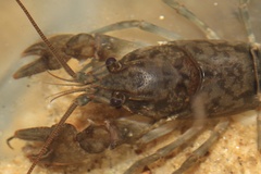 Cambarus acuminatus