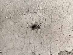 Mesosa curculionoides