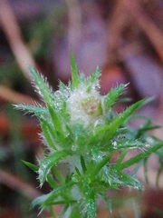 Tetranychus lintearius