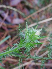 Tetranychus lintearius