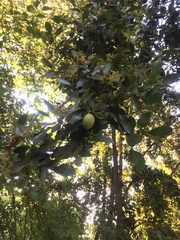 Beilschmiedia miersii