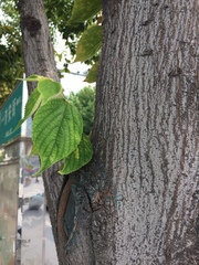 Celtis julianae