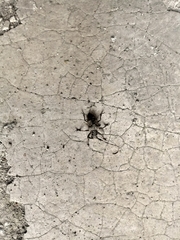 Mesosa curculionoides