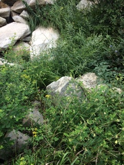 Astragalus mongolicus