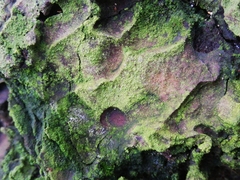 Chrysothrix flavovirens