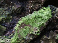 Chrysothrix flavovirens