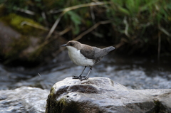 Cinclus cinclus leucogaster