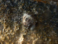 Rapaninae