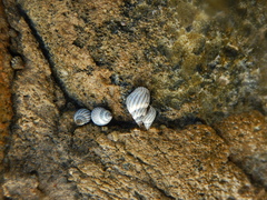 Echinolittorina aspera