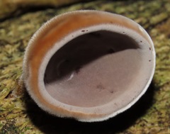 Auricularia nigricans