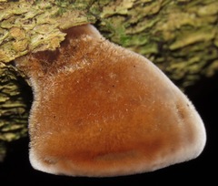 Auricularia nigricans