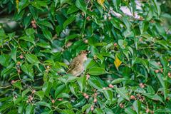 Pycnonotus brunneus brunneus