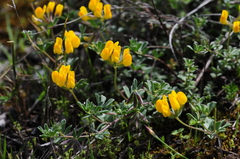 Lotus cytisoides