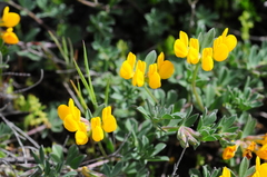 Lotus cytisoides